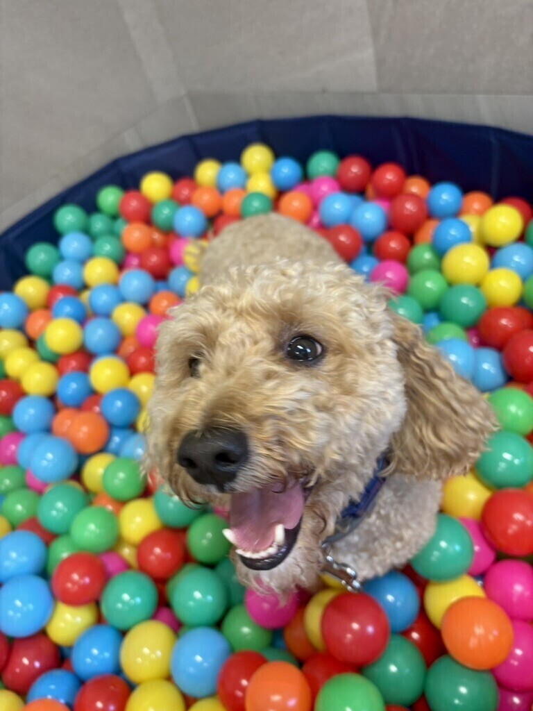 Has anyone seen Winston's ball?