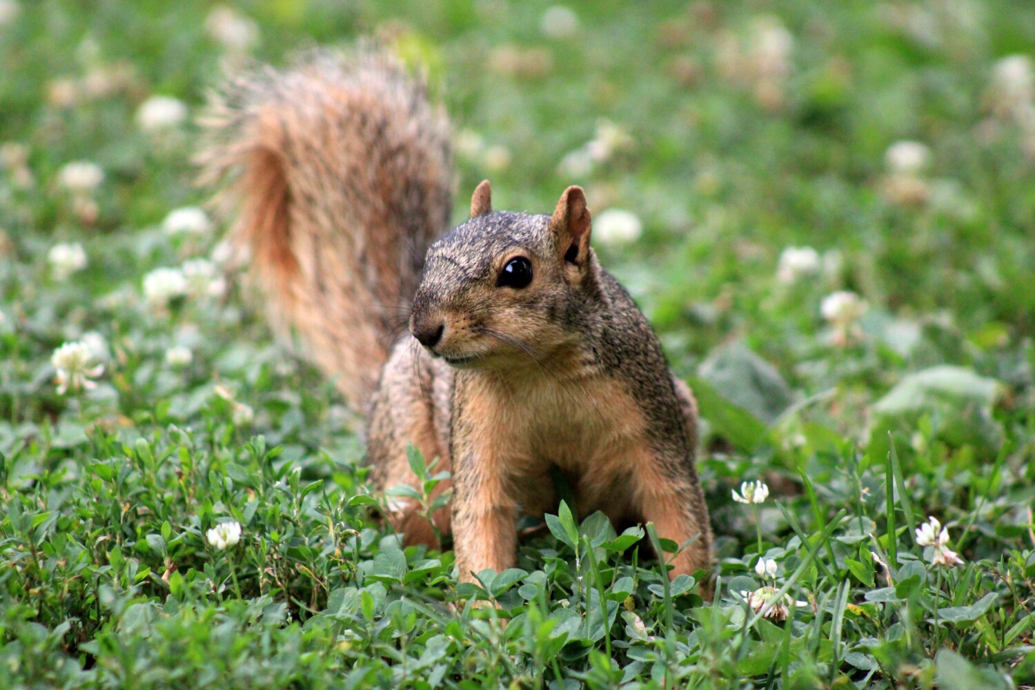 Getting squirrely