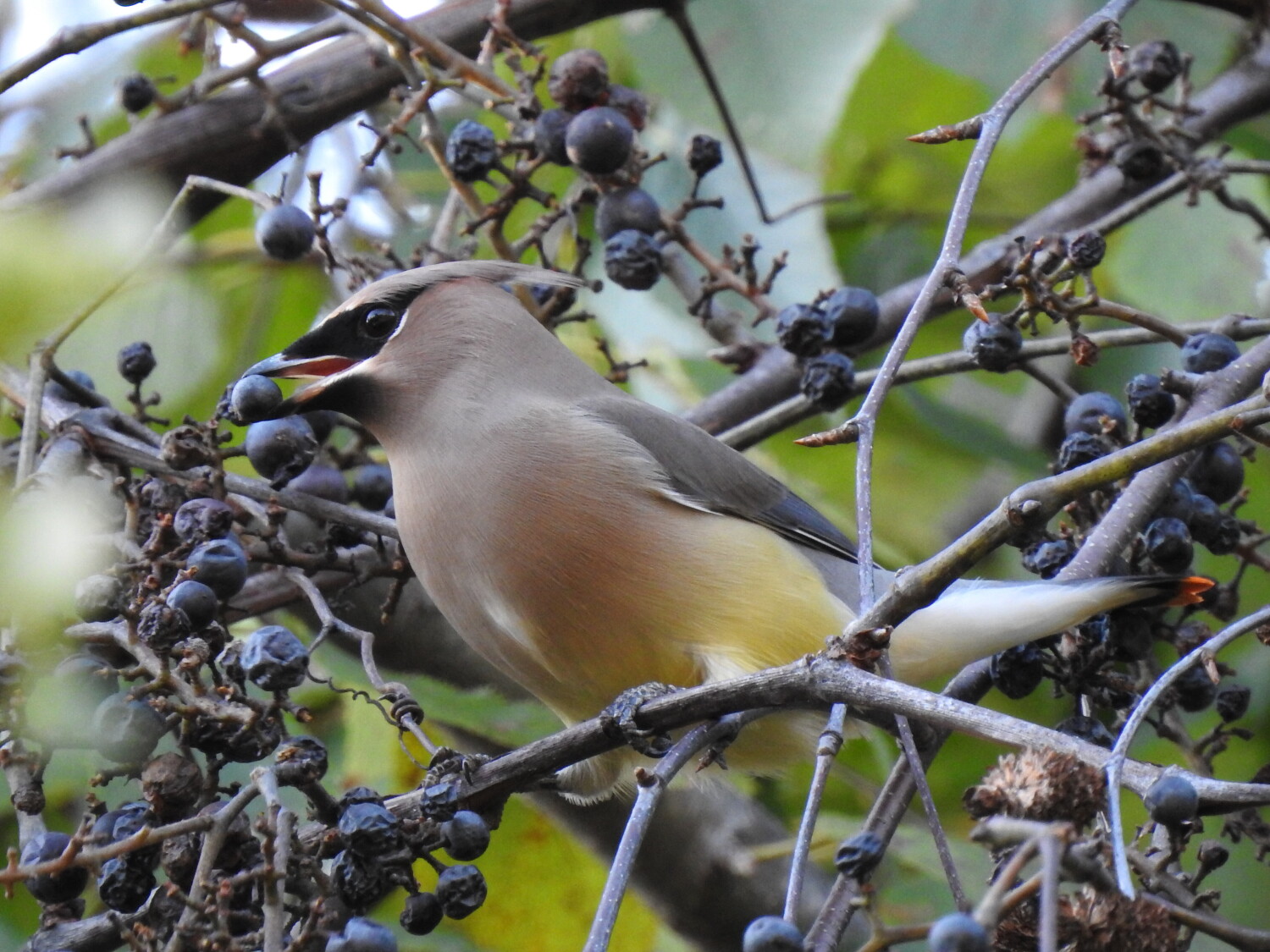 Cedar waxwing
