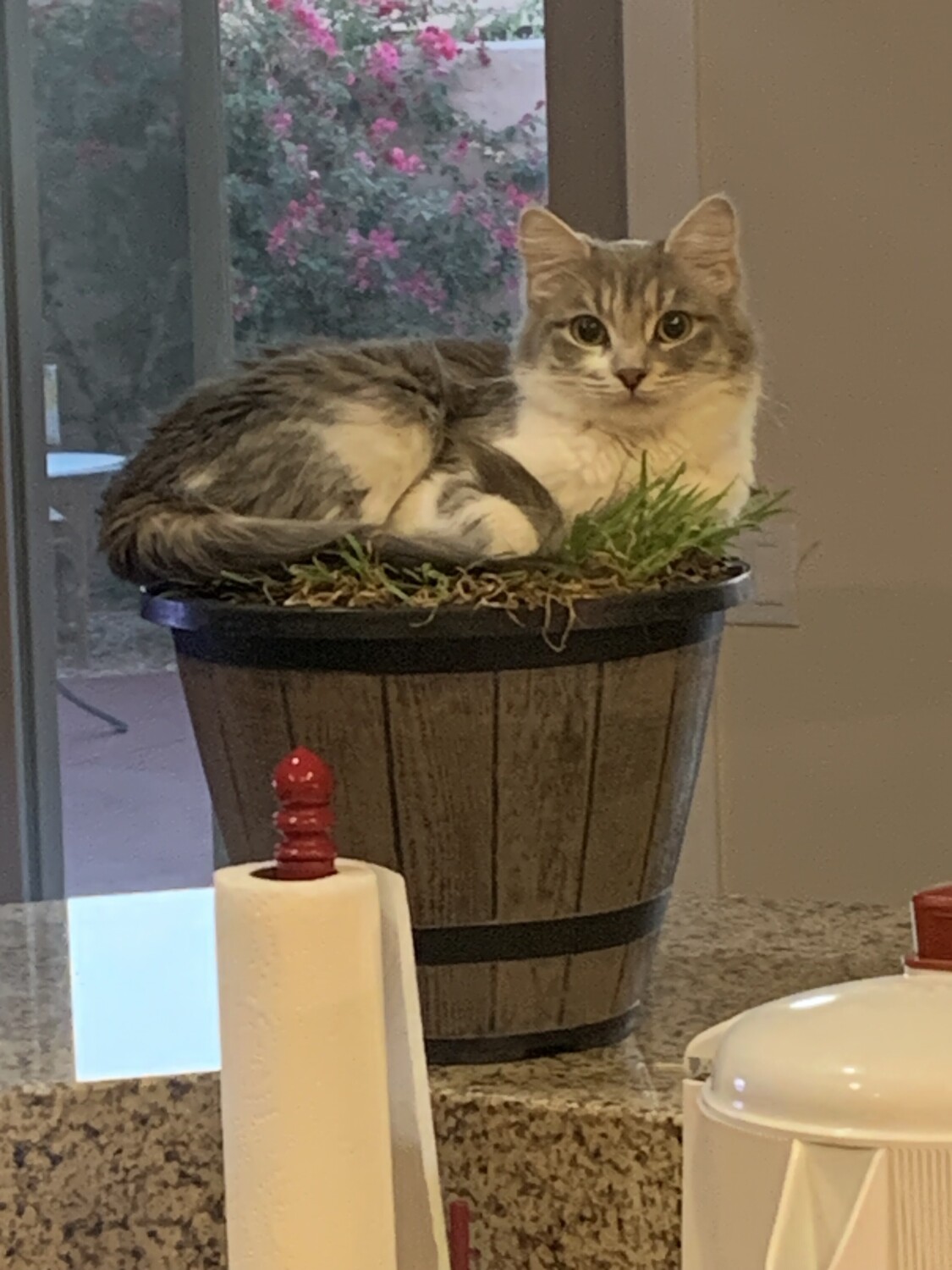 Princess Sadie in a pea patch