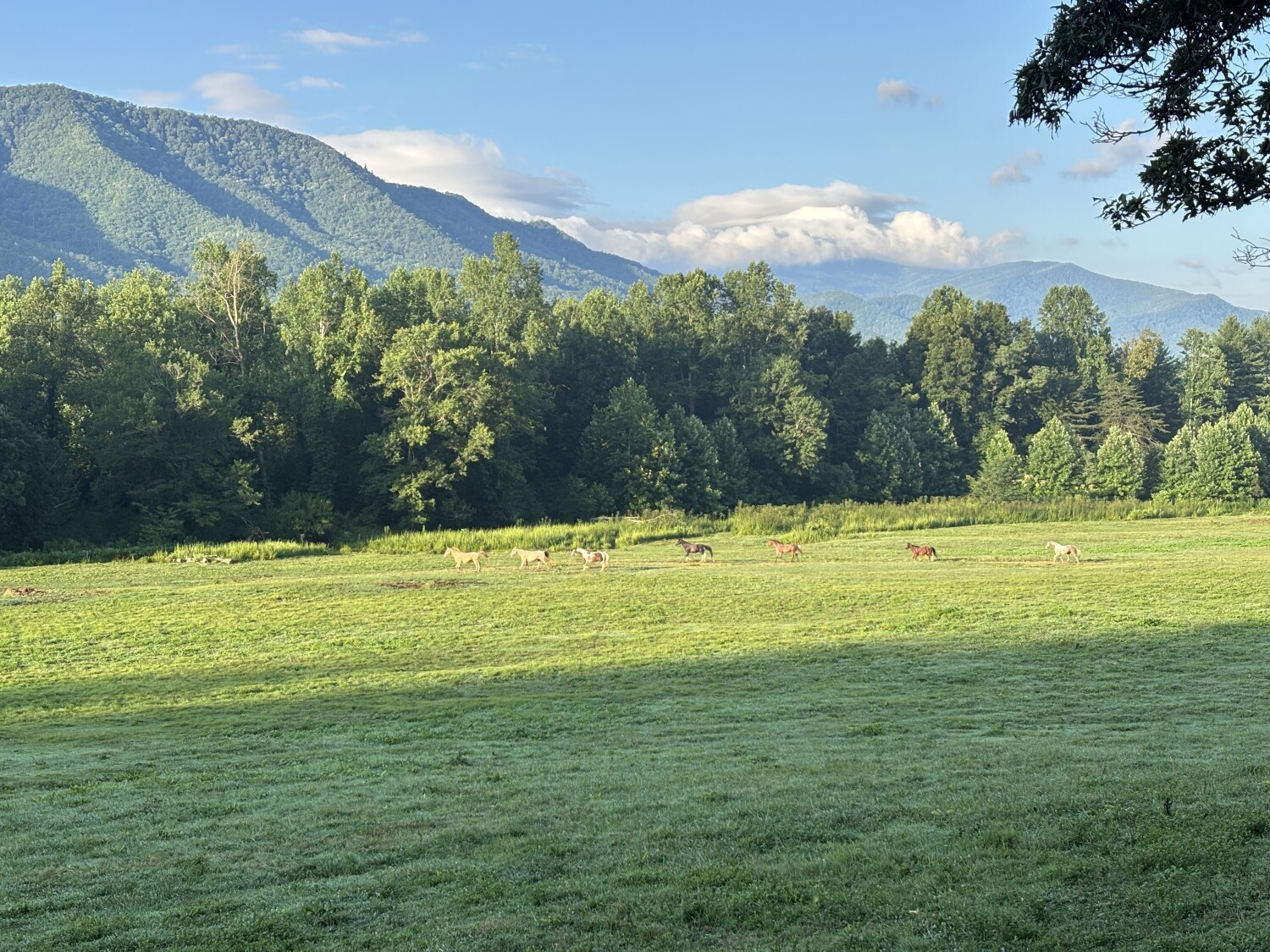 Horses in Cades Cove