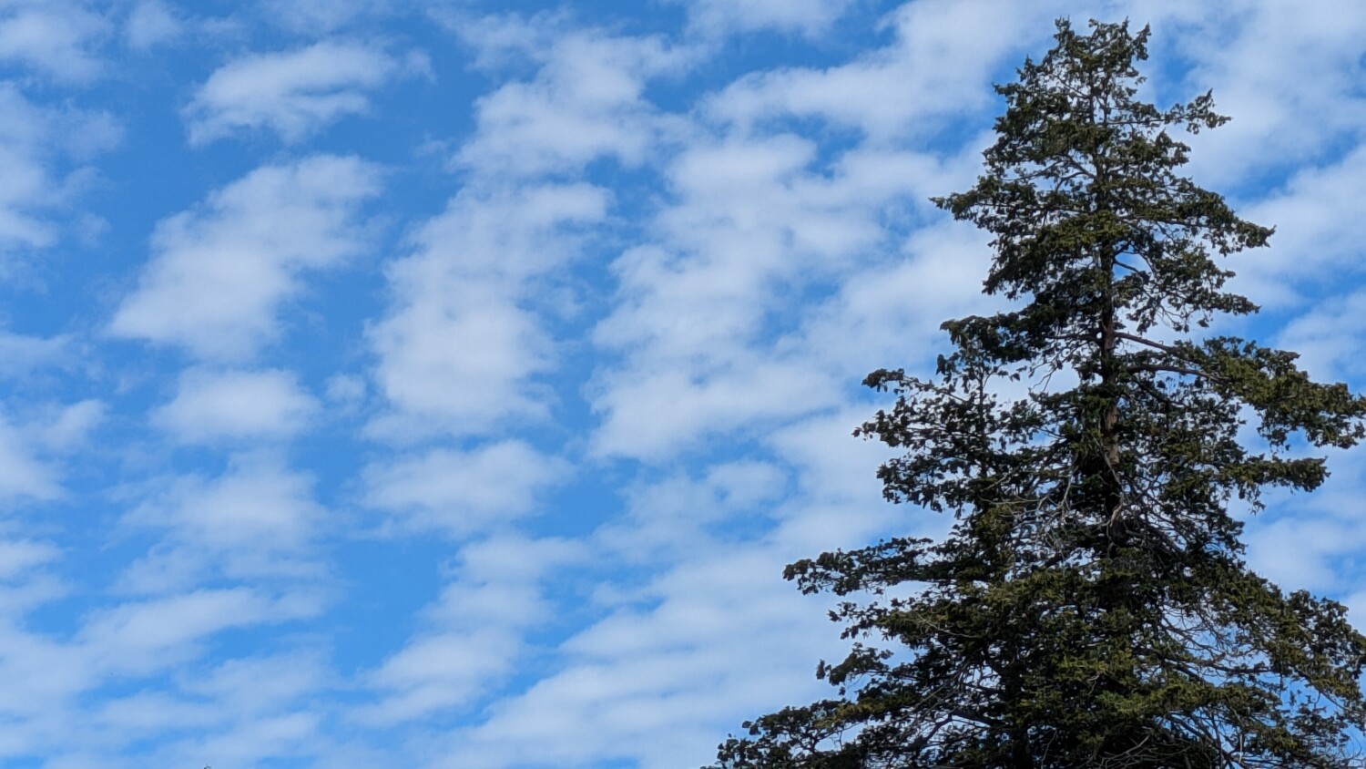 Clouds and Conifer