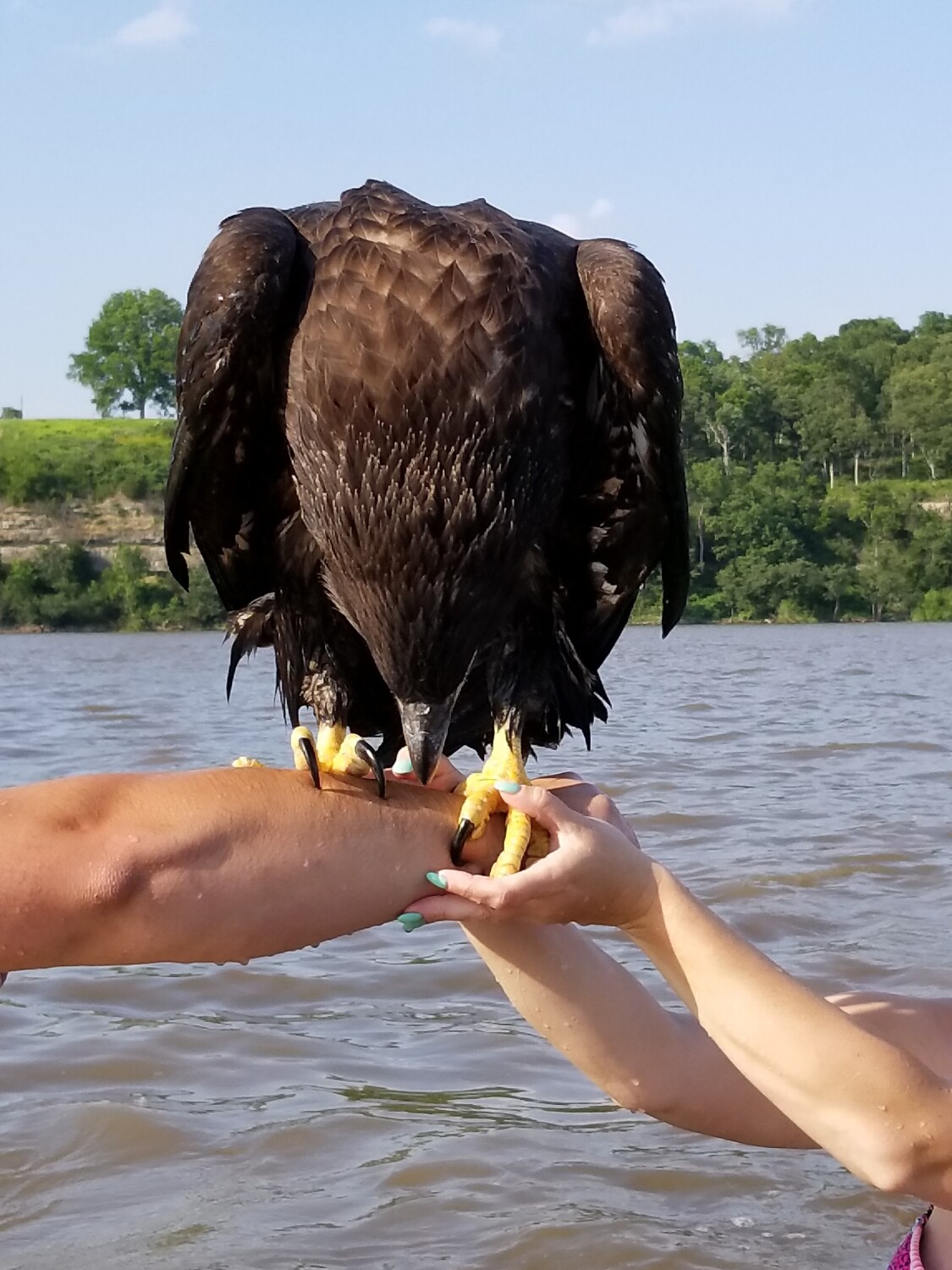 Saving a Bald Eagle
