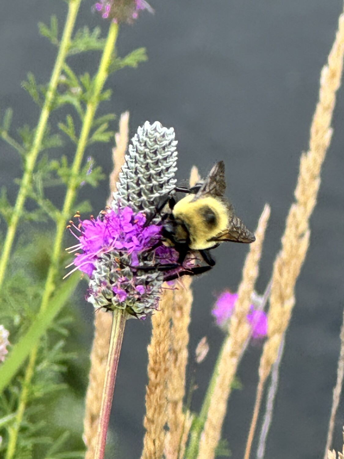 Bee
