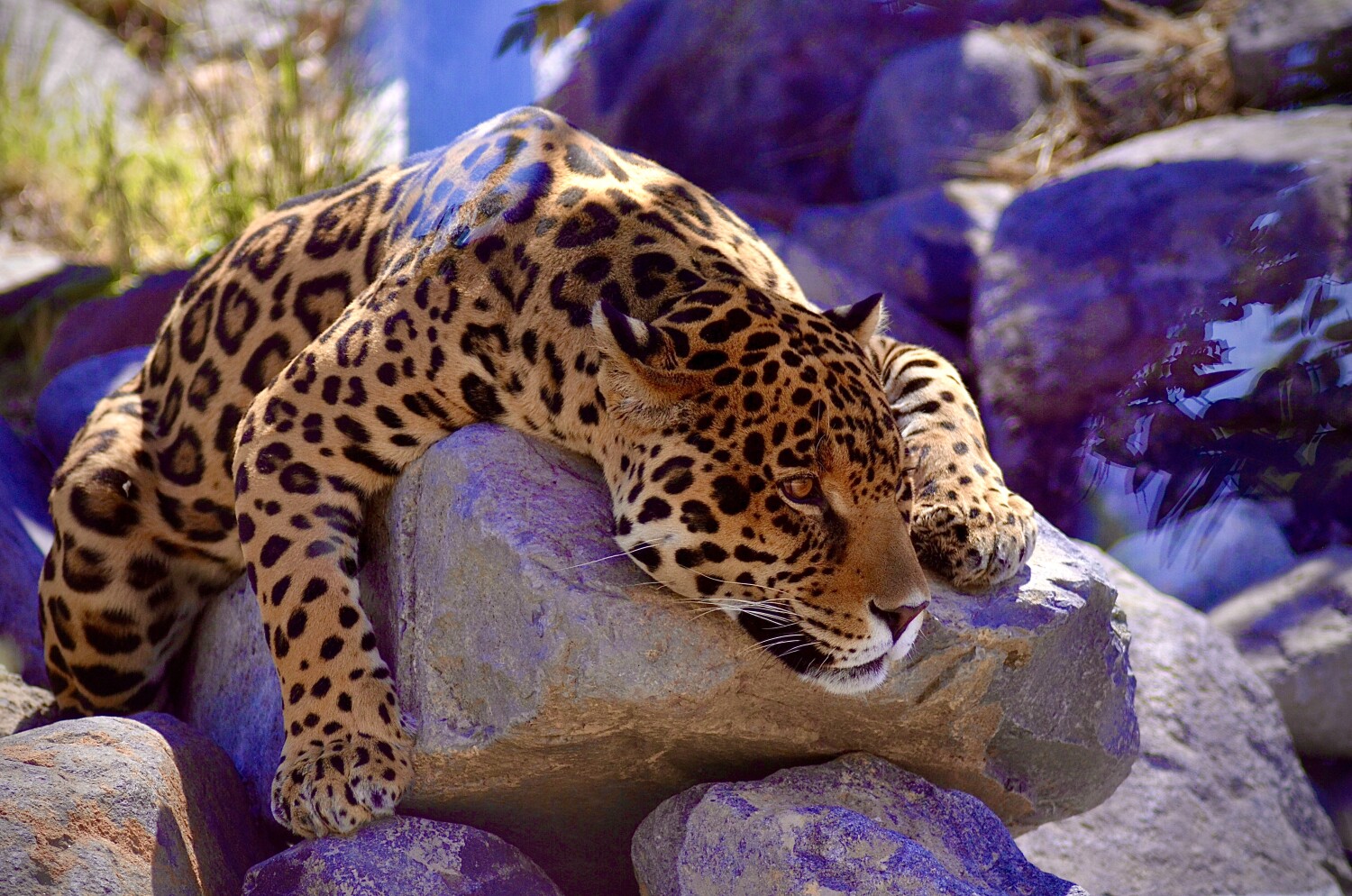 Santo - relaxing in the shade