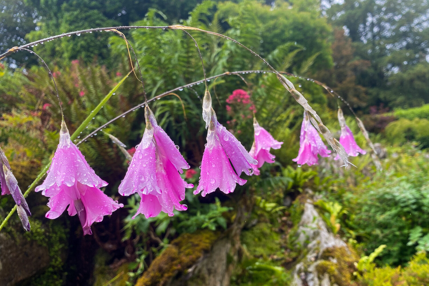 Angel’s Fishing Rod