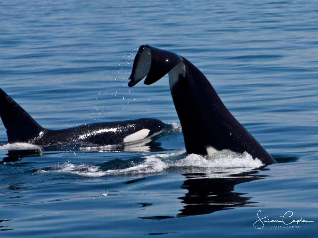 Whales and Tails