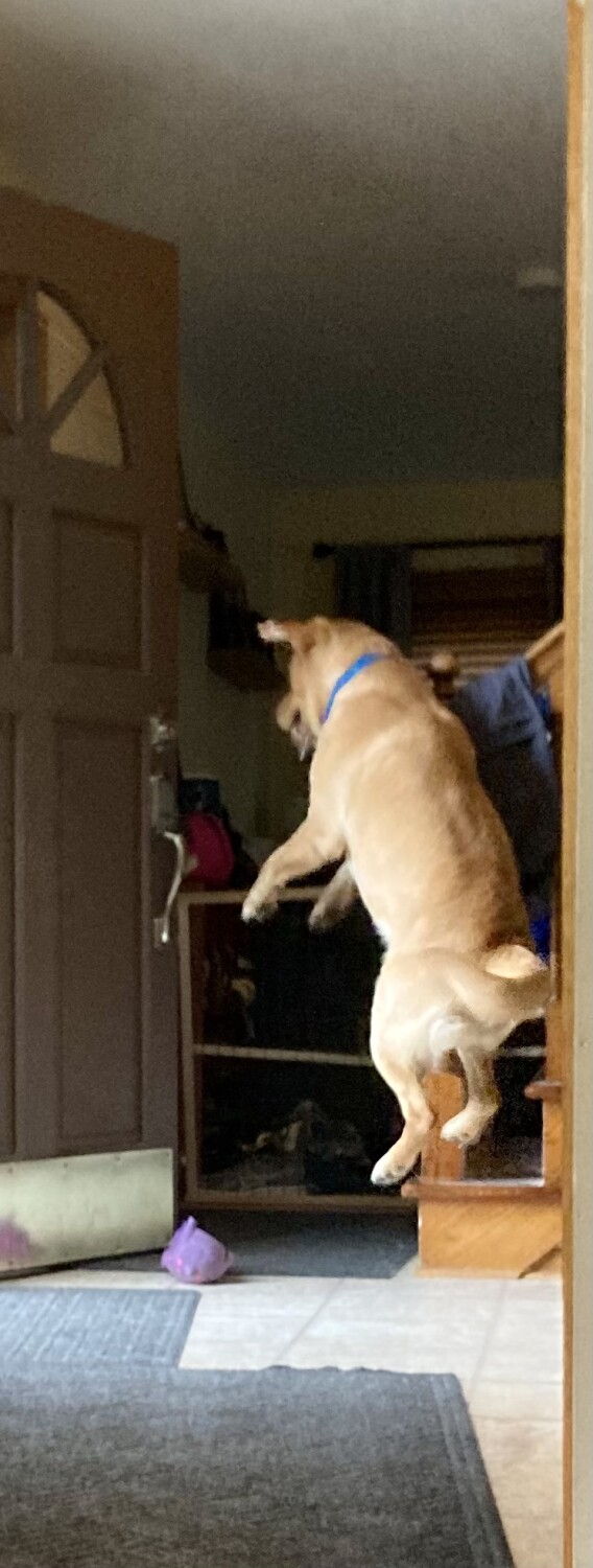 Murphy- jumping for joy when he sees Grandma.