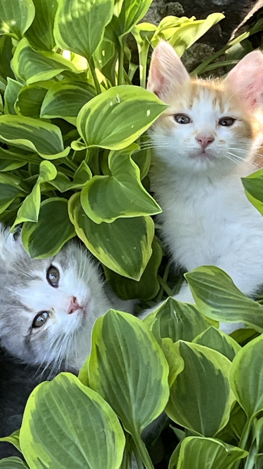 Twin cats