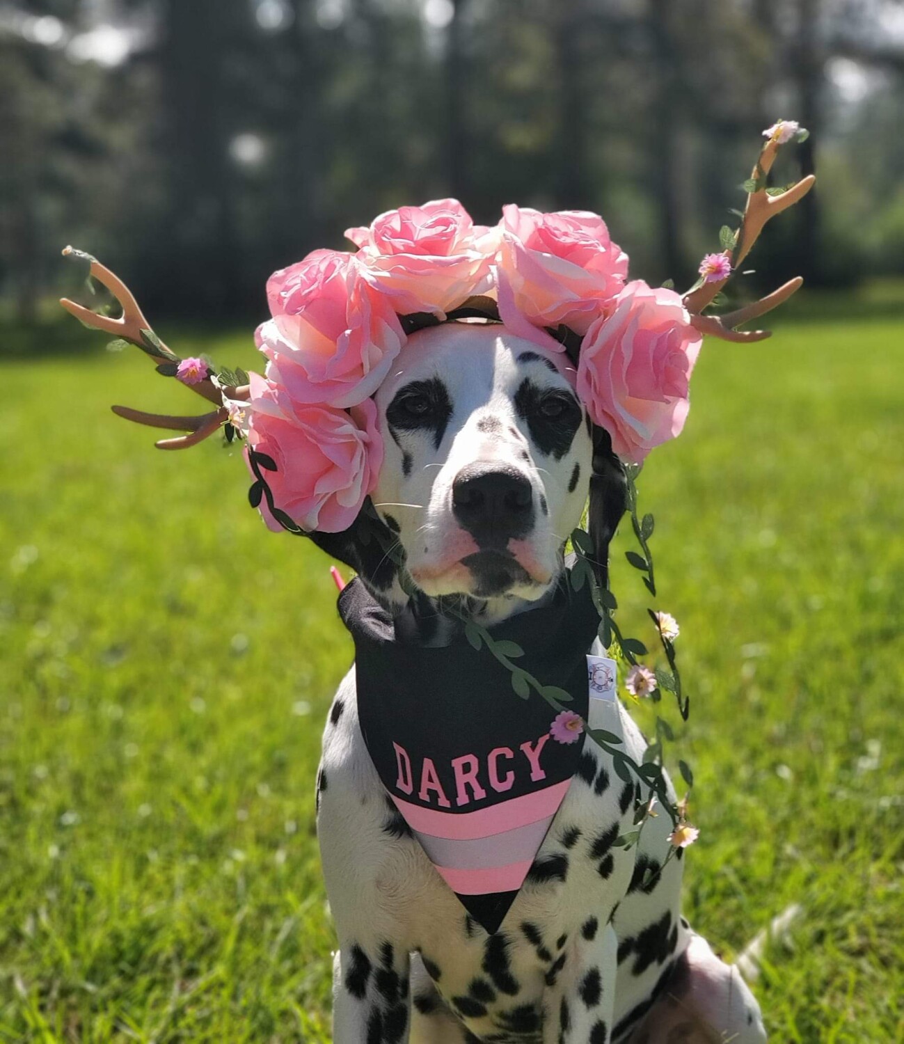 Deafinitely Darcy Standing Strong