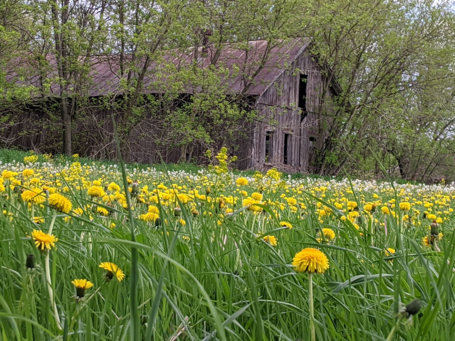 Dandelion Fields Forever