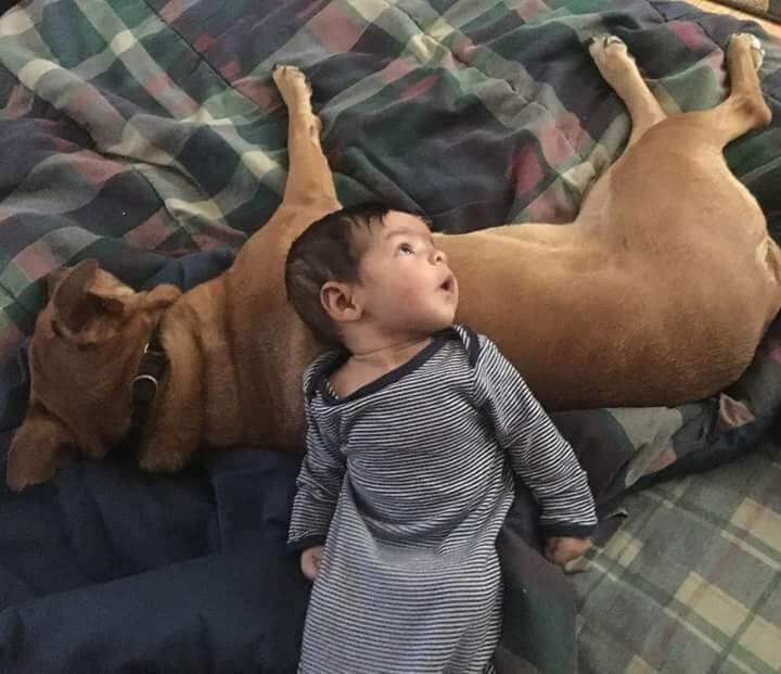 Baby Caiden Amazed by Ceiling Fan, He Forgets dog!
