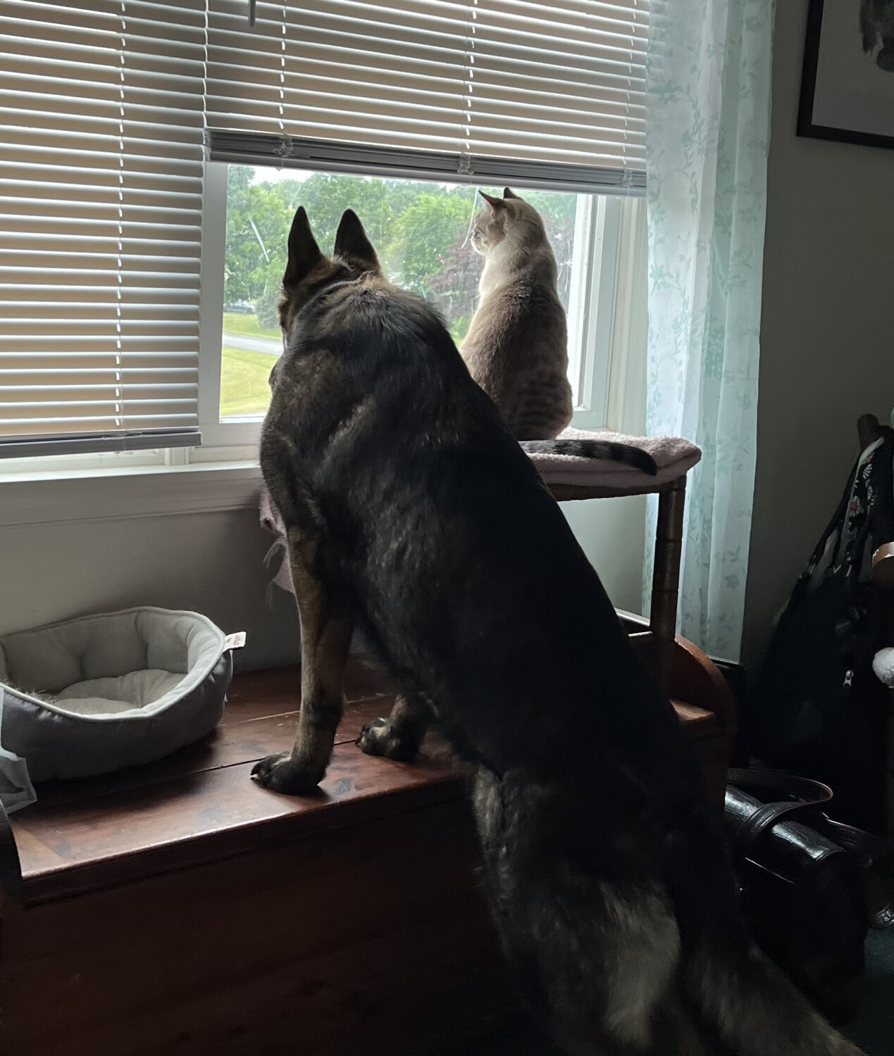 Neighborhood Watch Team