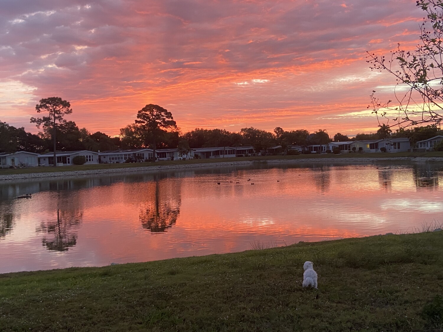 Beautiful Sunrise spoiled by dog