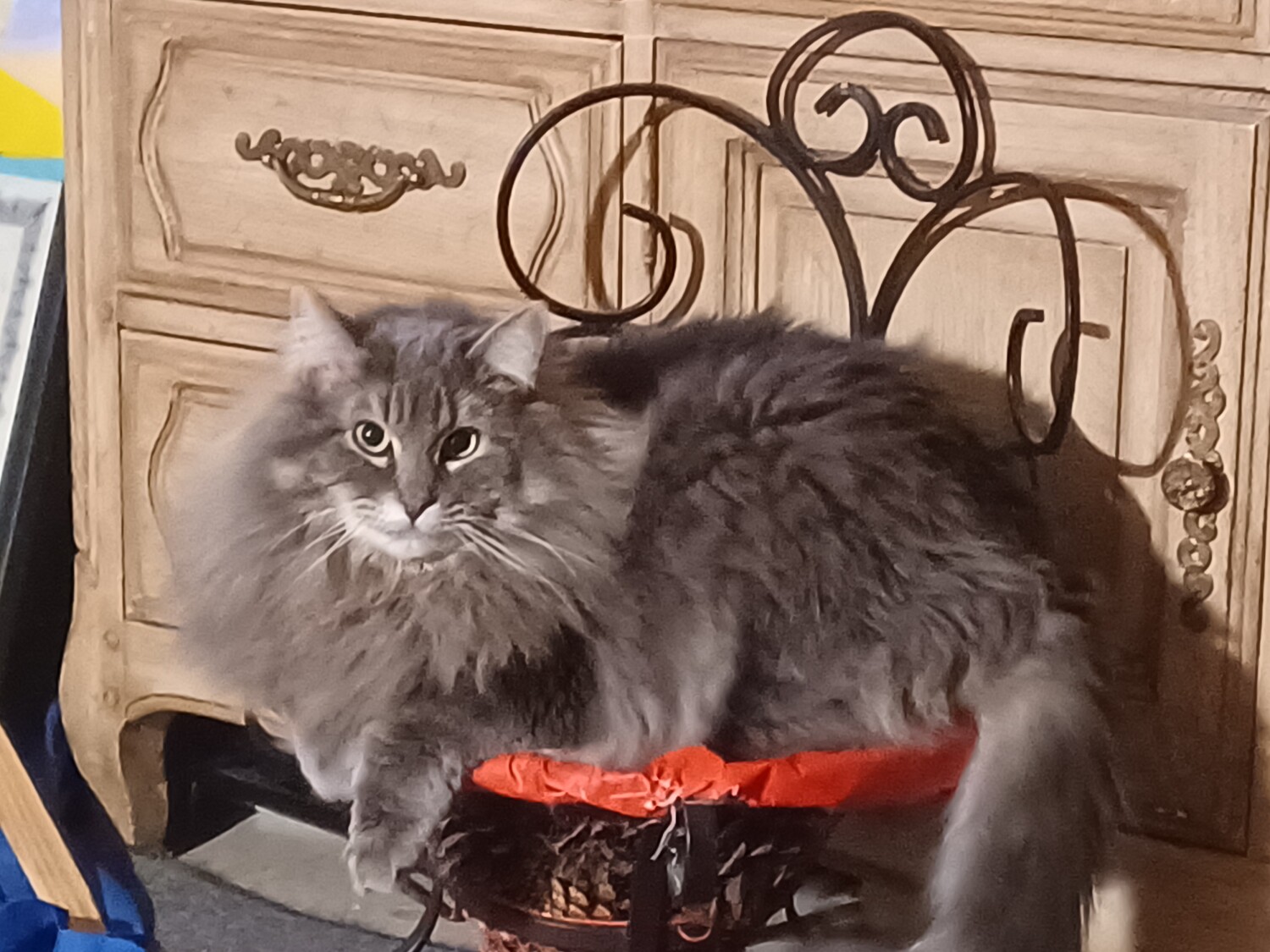 Cocos favorite chair