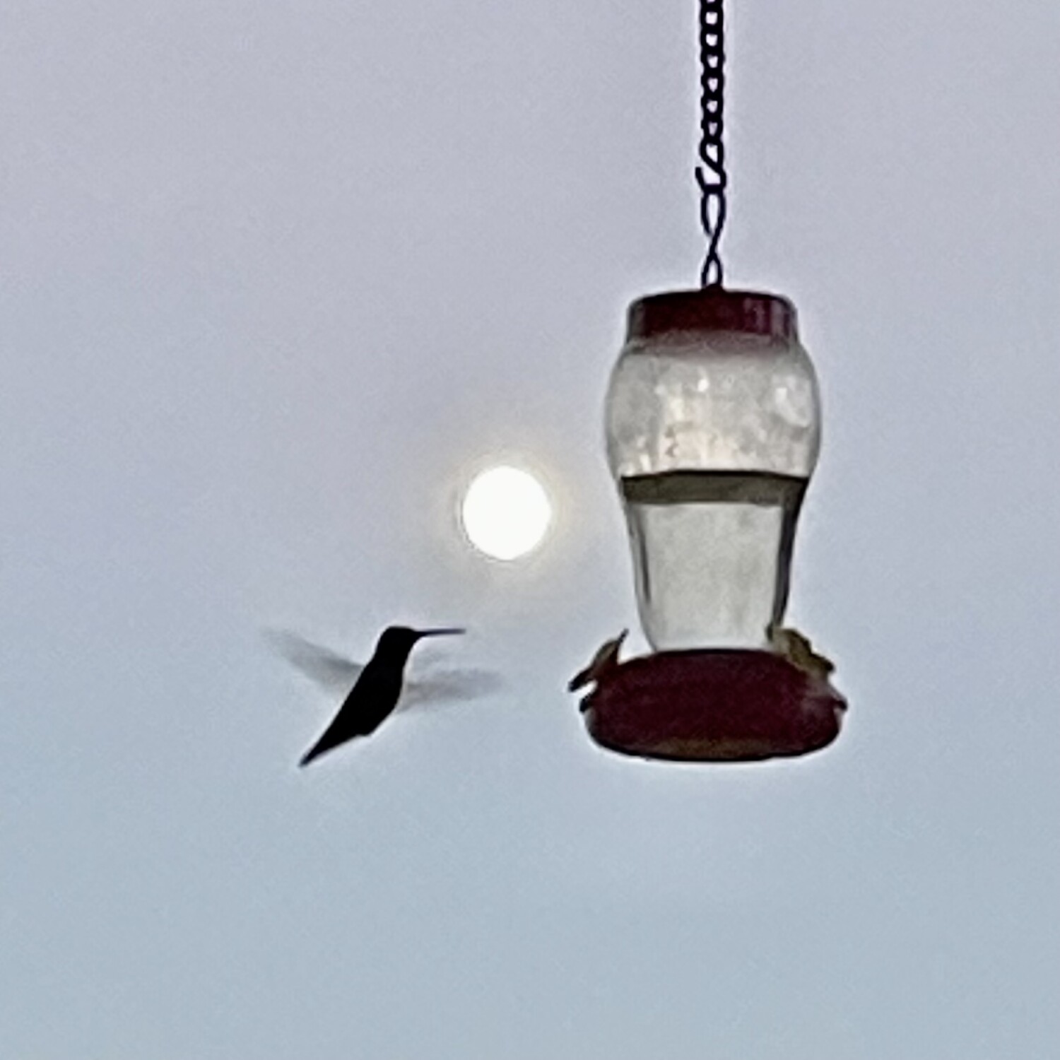 Hummingbird Full Moon Drink