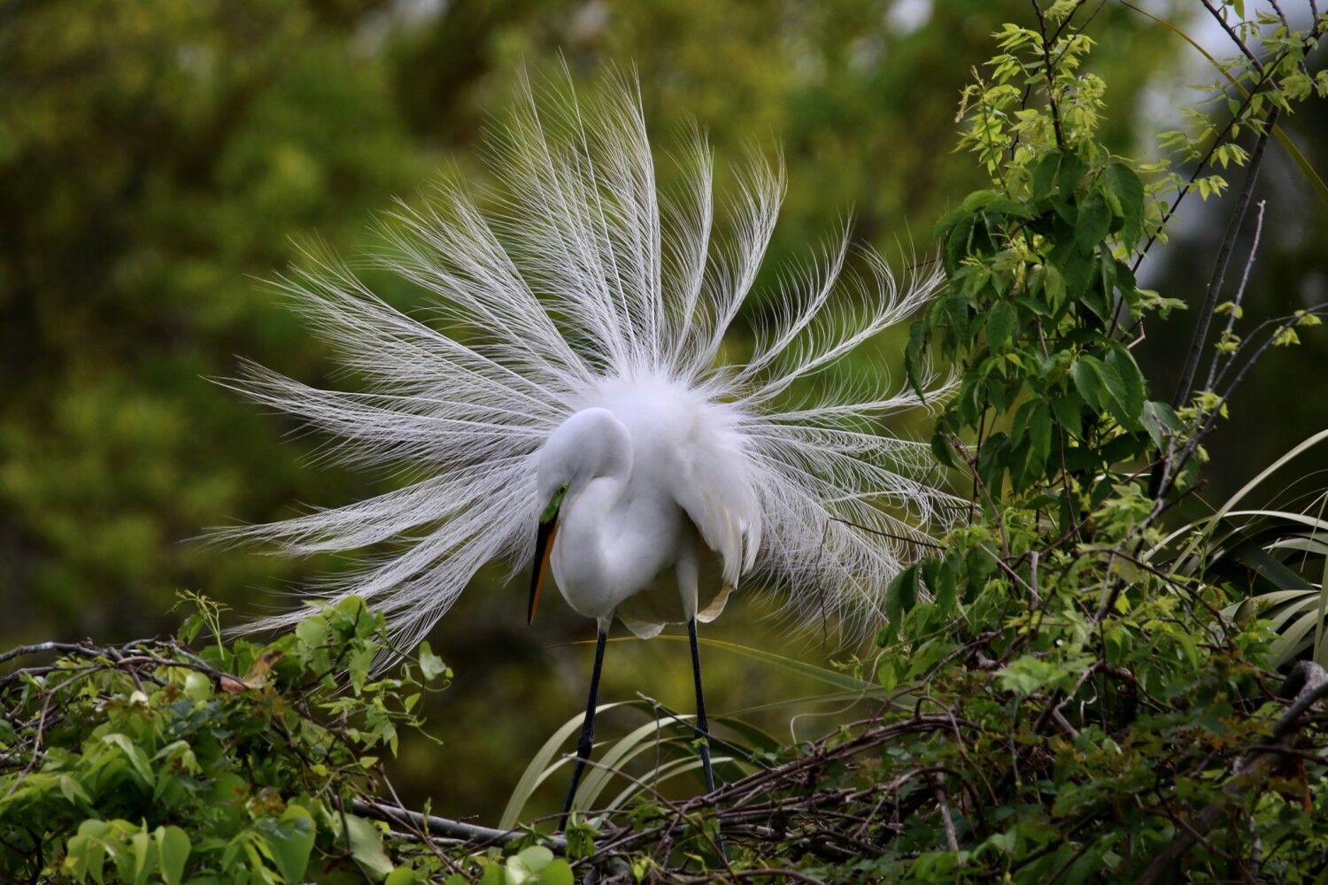 Displaying Egret