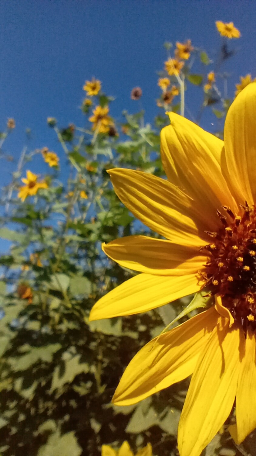 Sunflower Grove