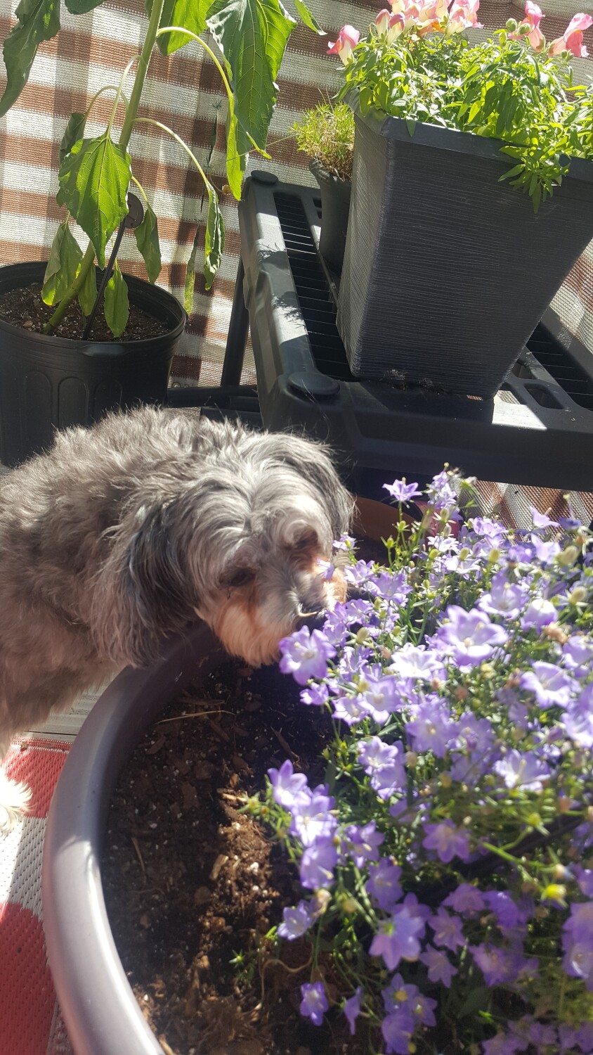 Smelling the flowers