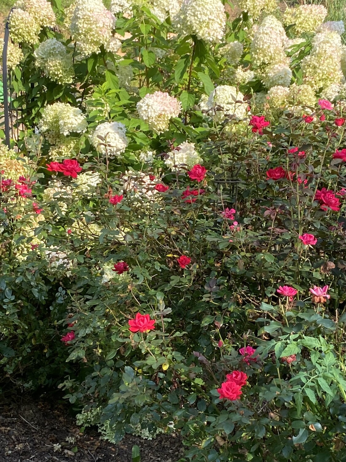 Snow white and Rose red