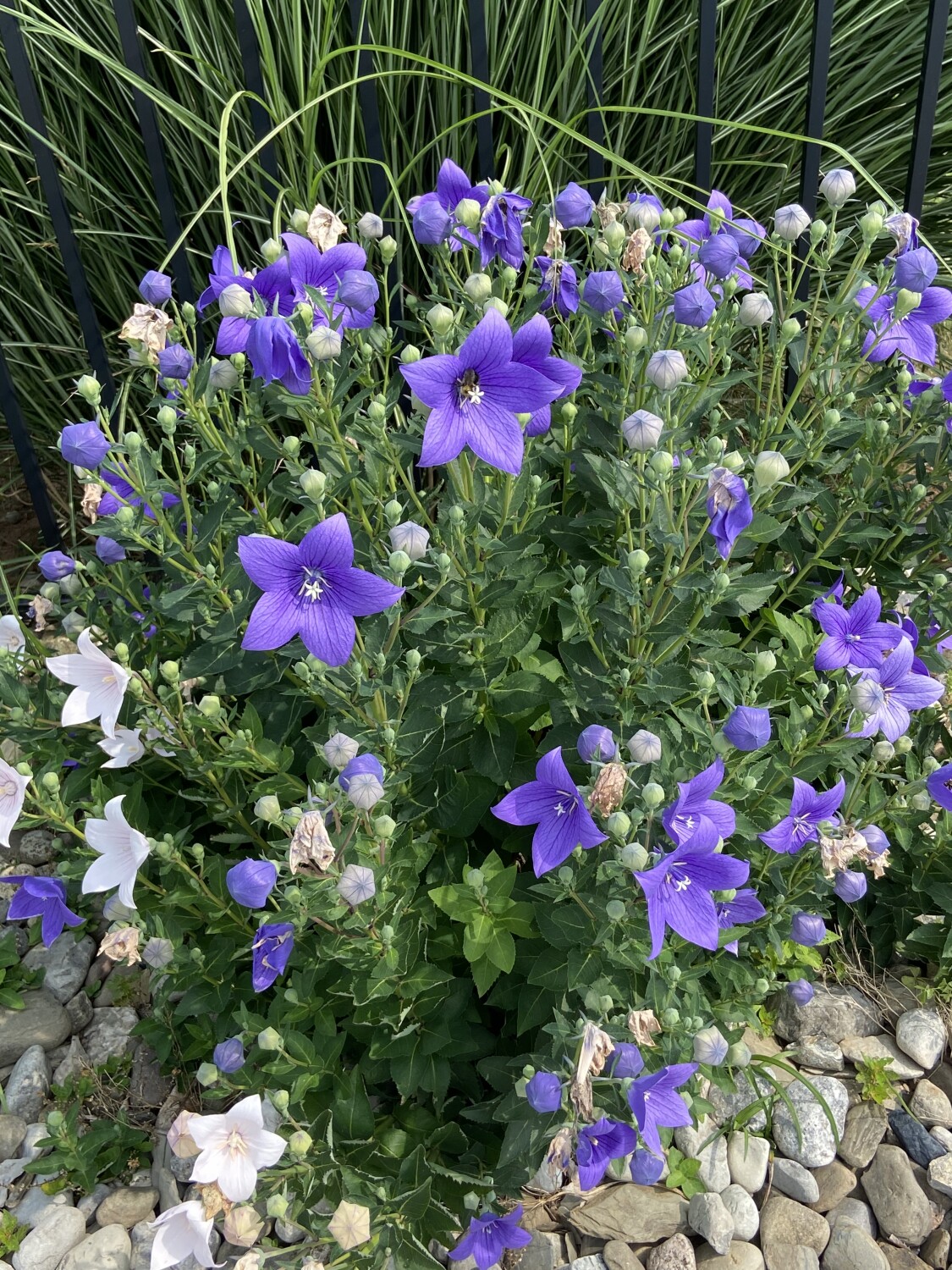 Balloon Flowers