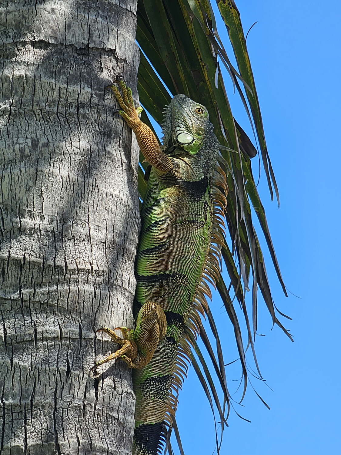 Nature Iguana