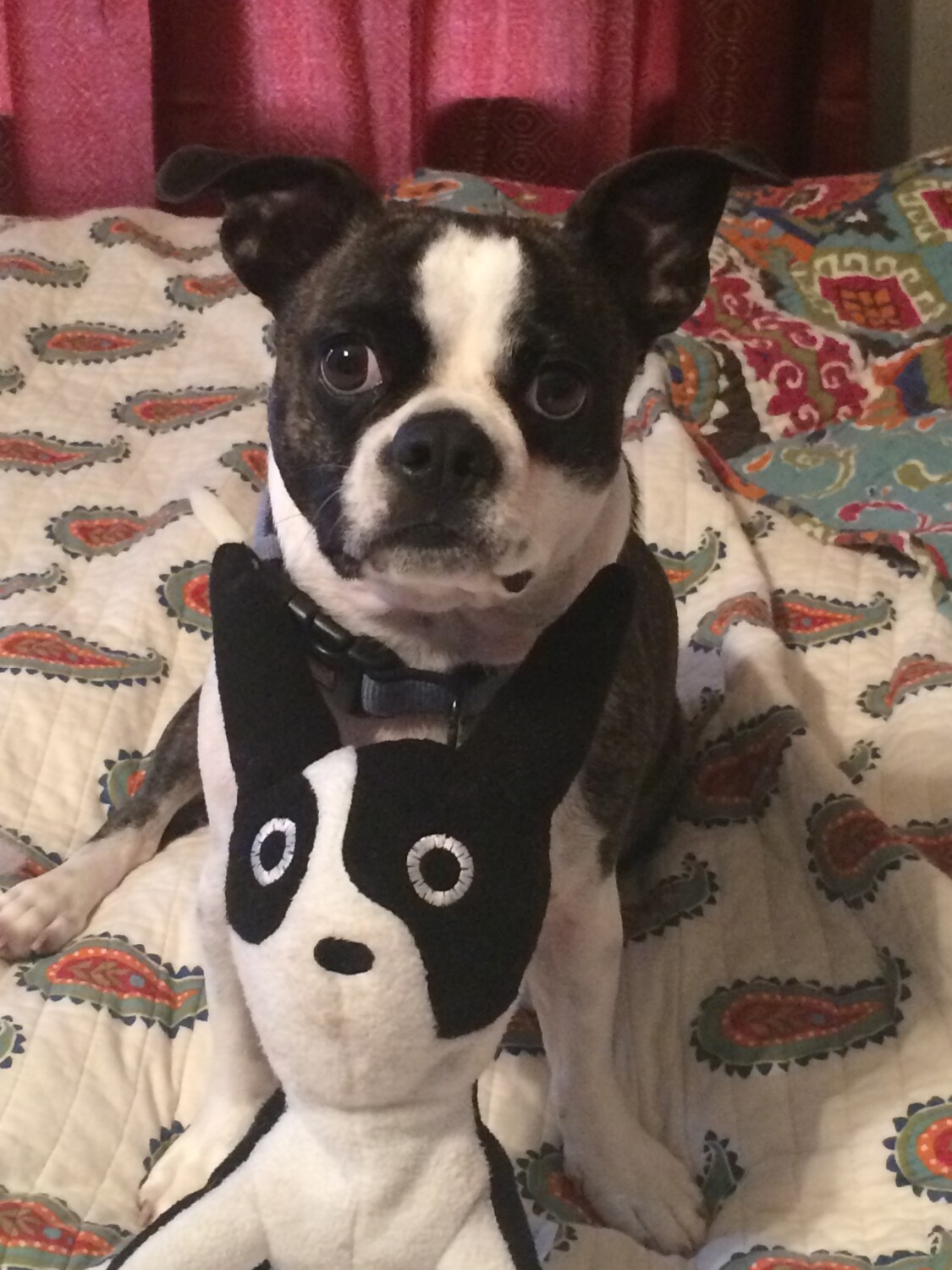 A Boston and his Friend