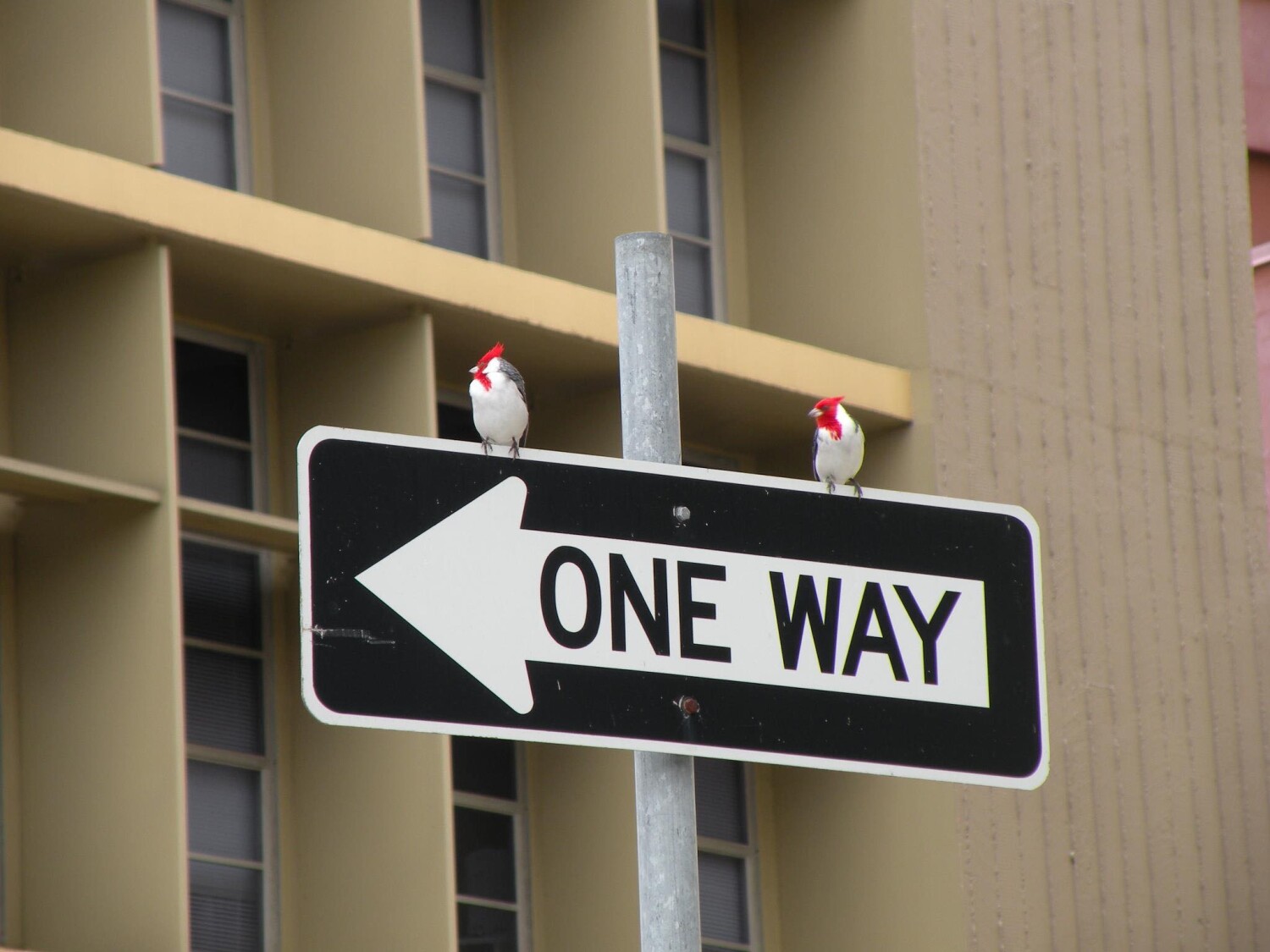 Cardinals in Waikiki