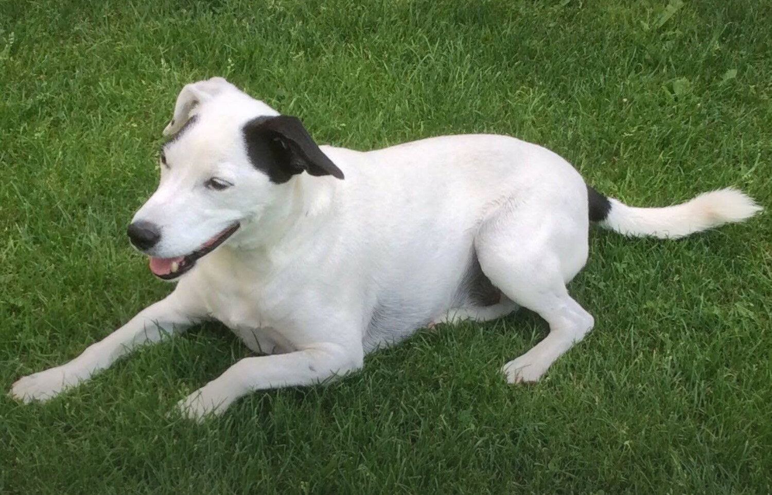 Angus chilling in the backyard