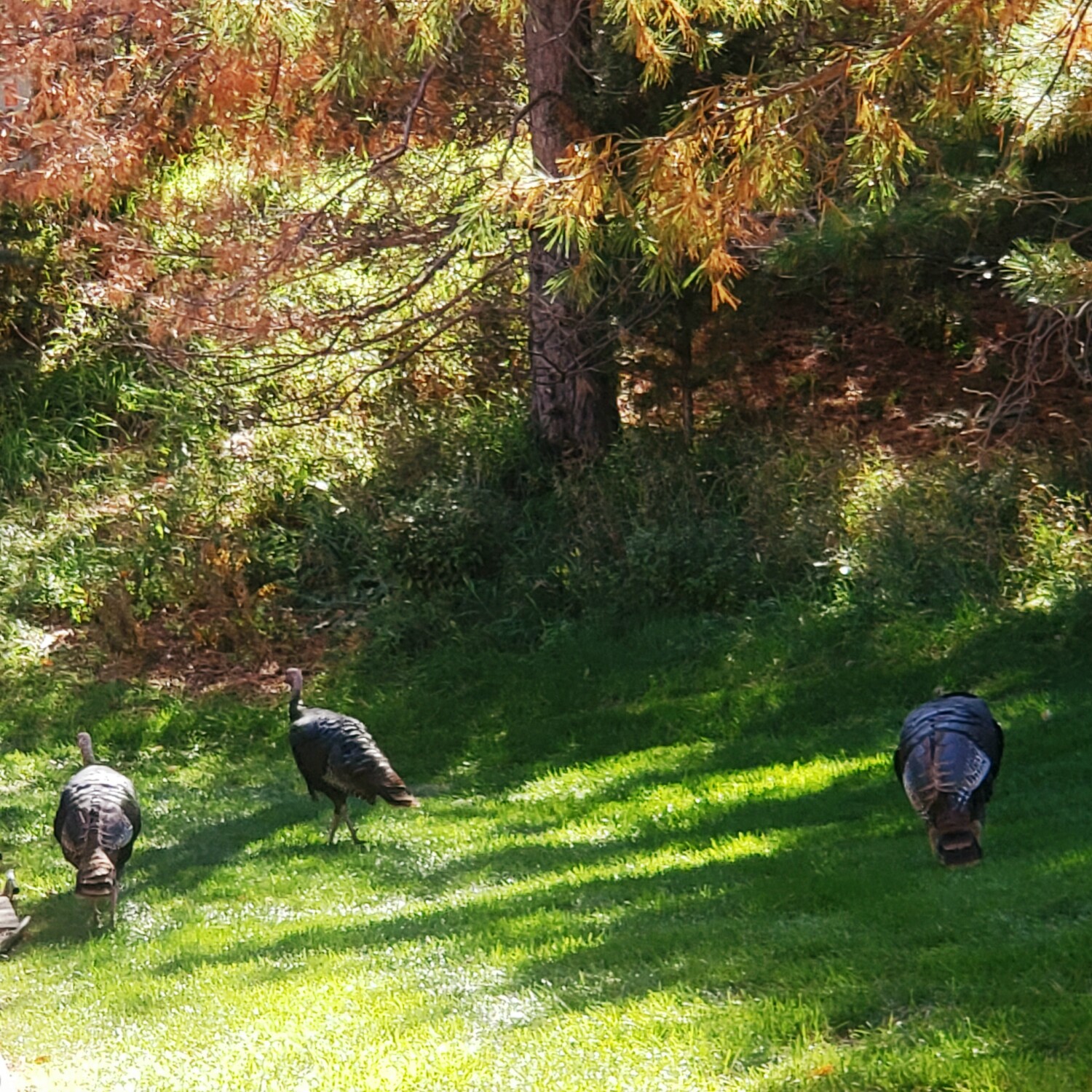 God's canvas of turkeys.