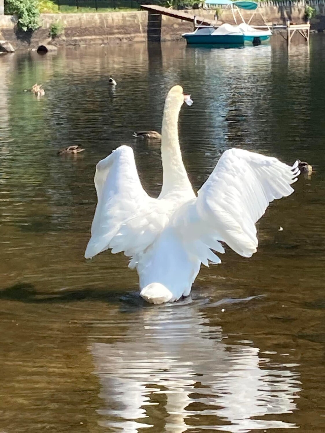 Swan winging it