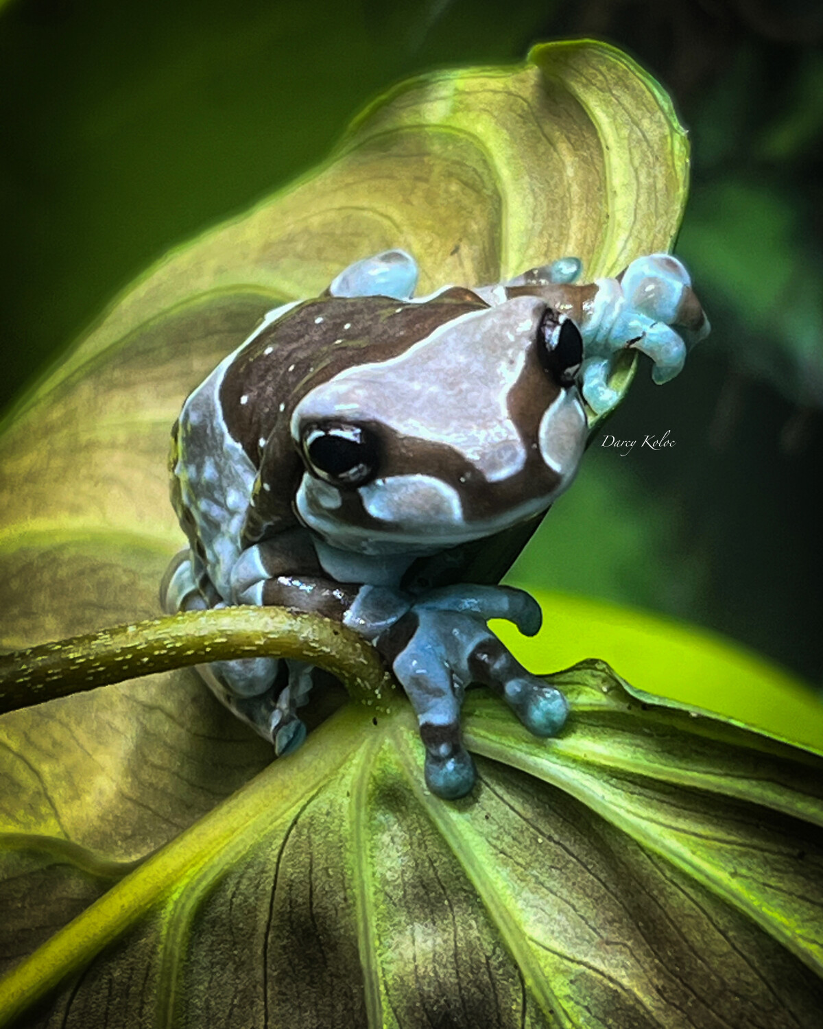 Amazonian Milk Frog