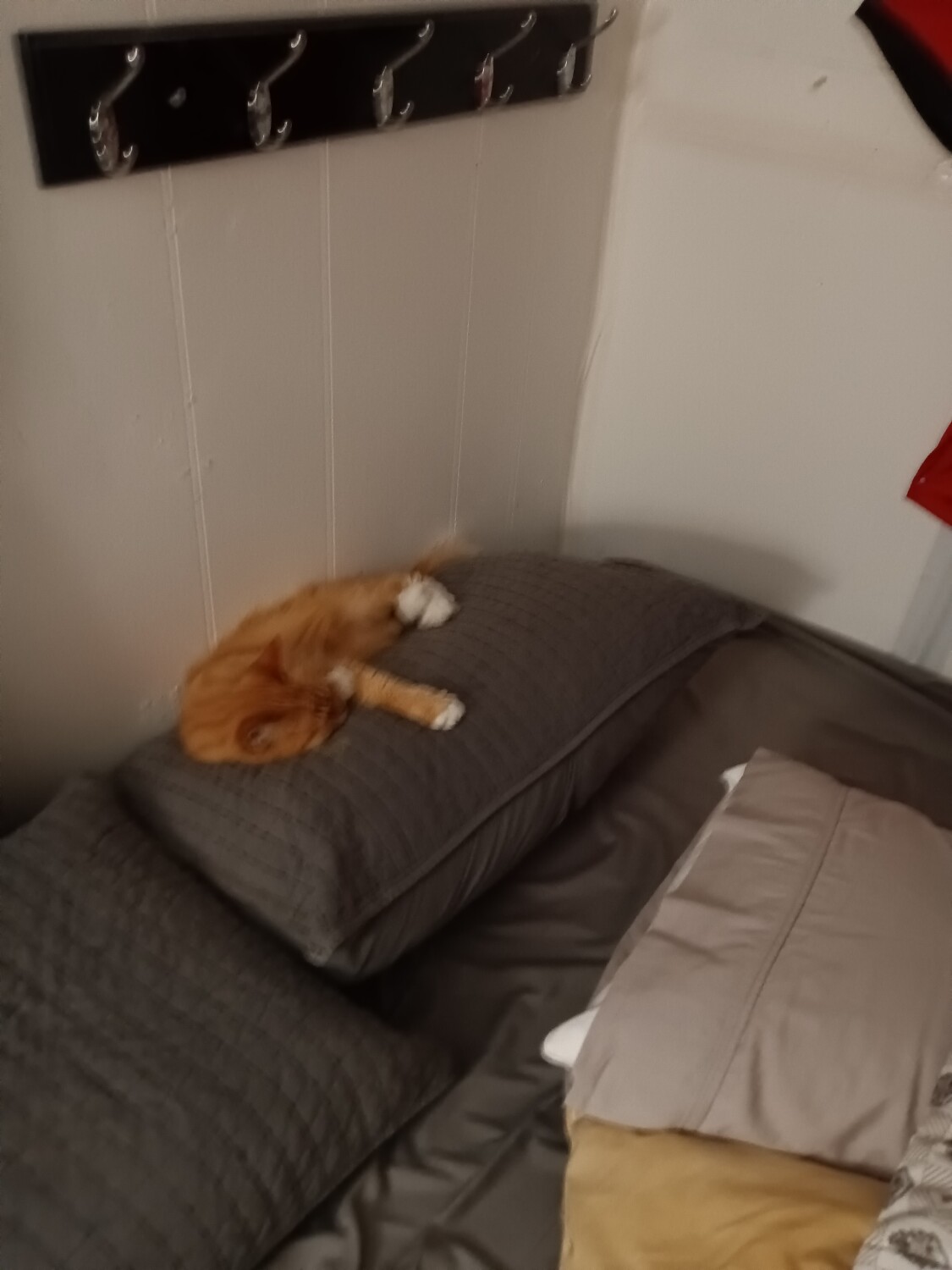 My cat boogie sleeping