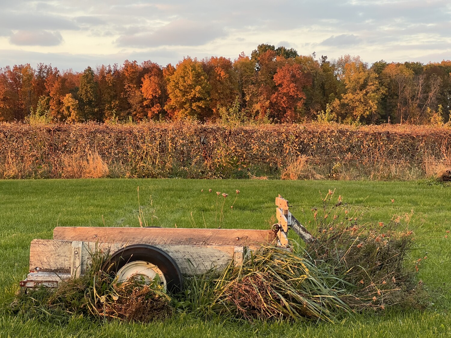 Autumn Vineyard