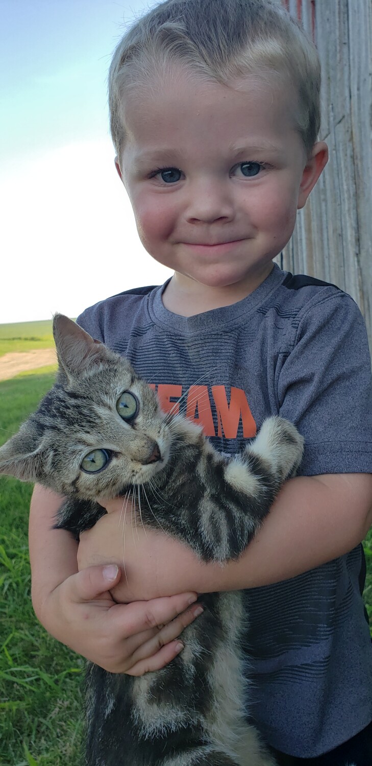 First Farm Cat