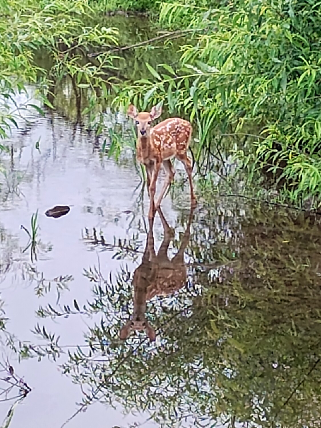 Bambi in the Mirror
