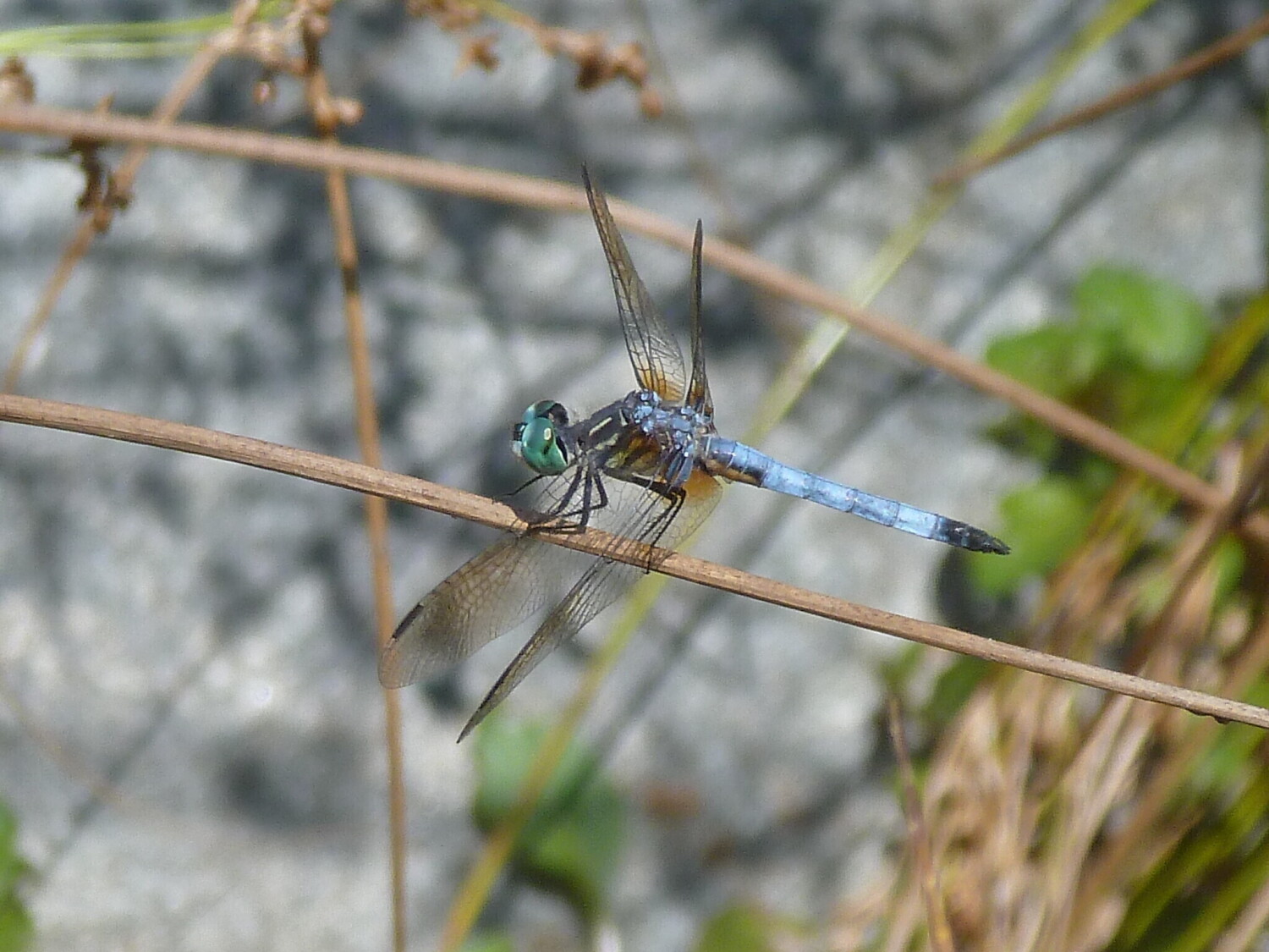 Resting Dragonfly