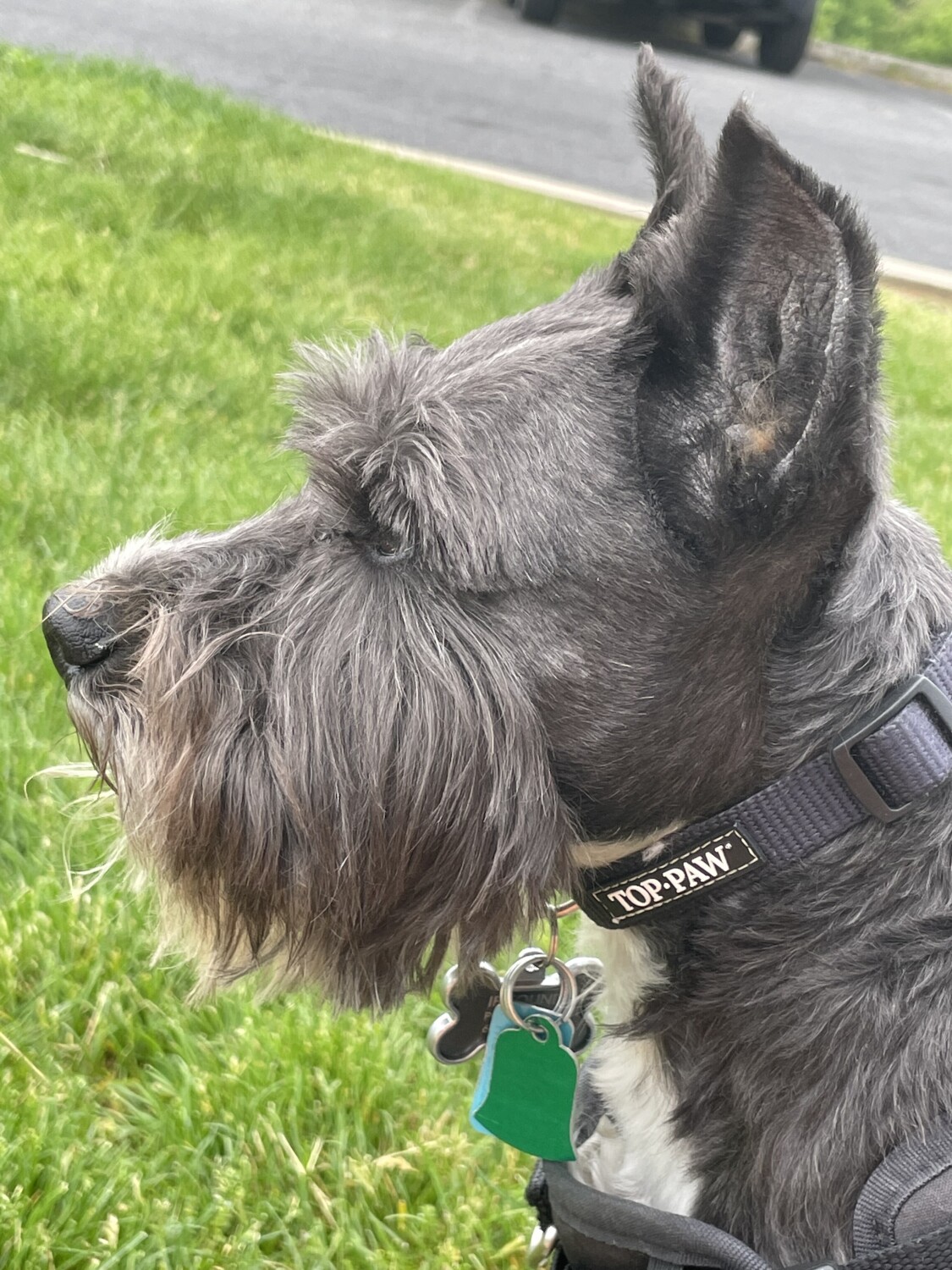 Vance The Miniature Schnauzer