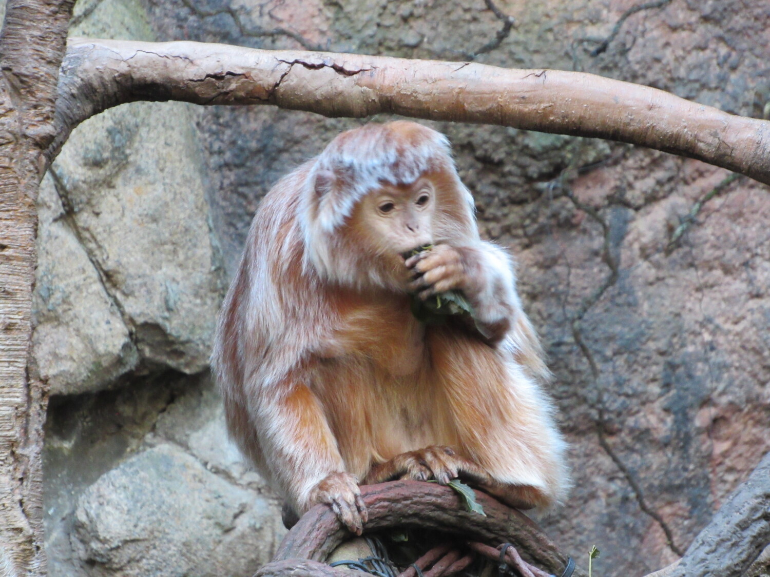 Monkey Business in the US of A