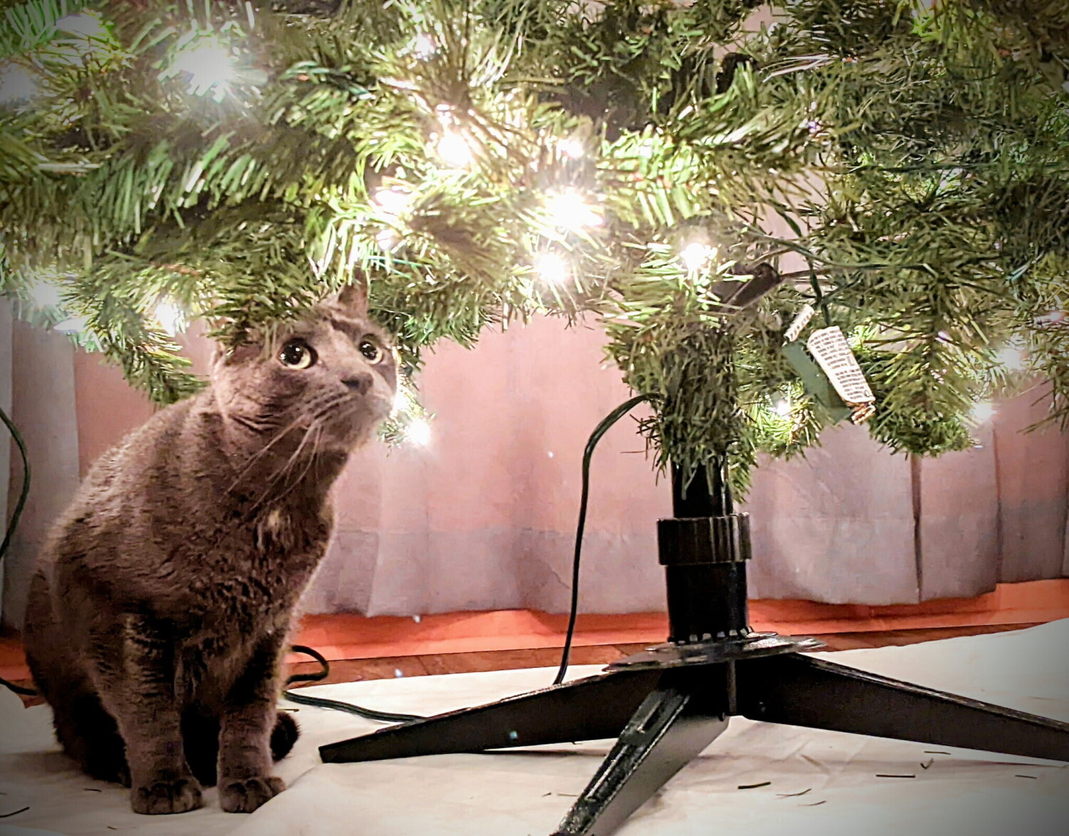 Christmas Wonder