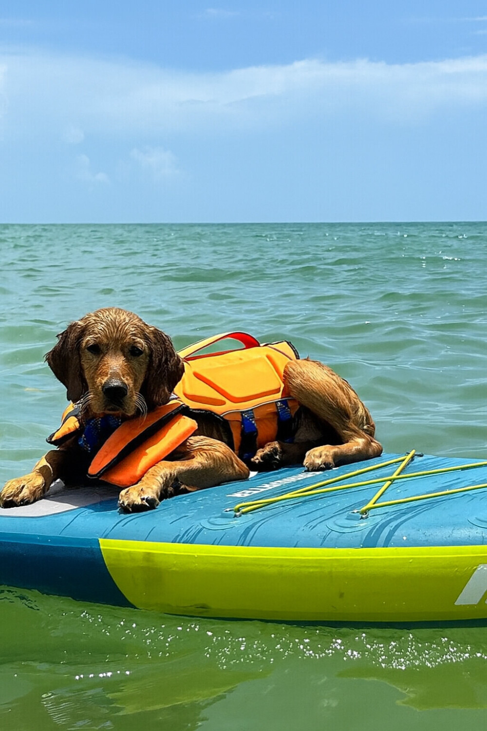 Call me Captain Mav—wave rider extraordinaire. 🏄‍