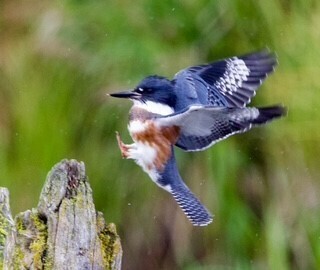 Kingfisher
