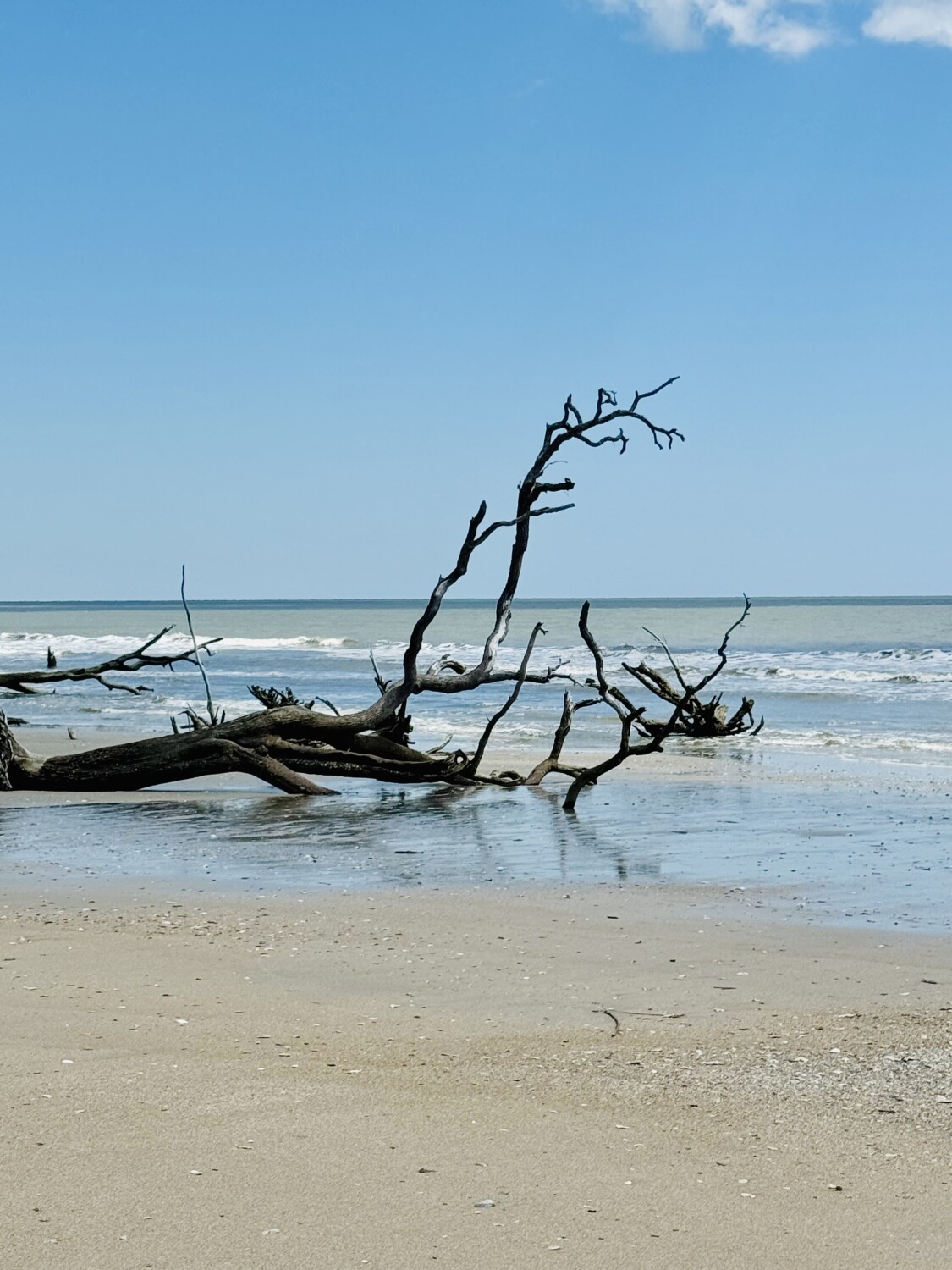 Undisturbed Beauty