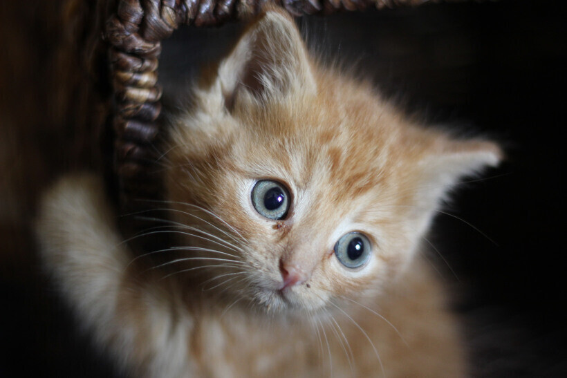 Itty Bitty Kitty