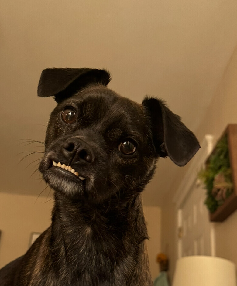 Curious Boy