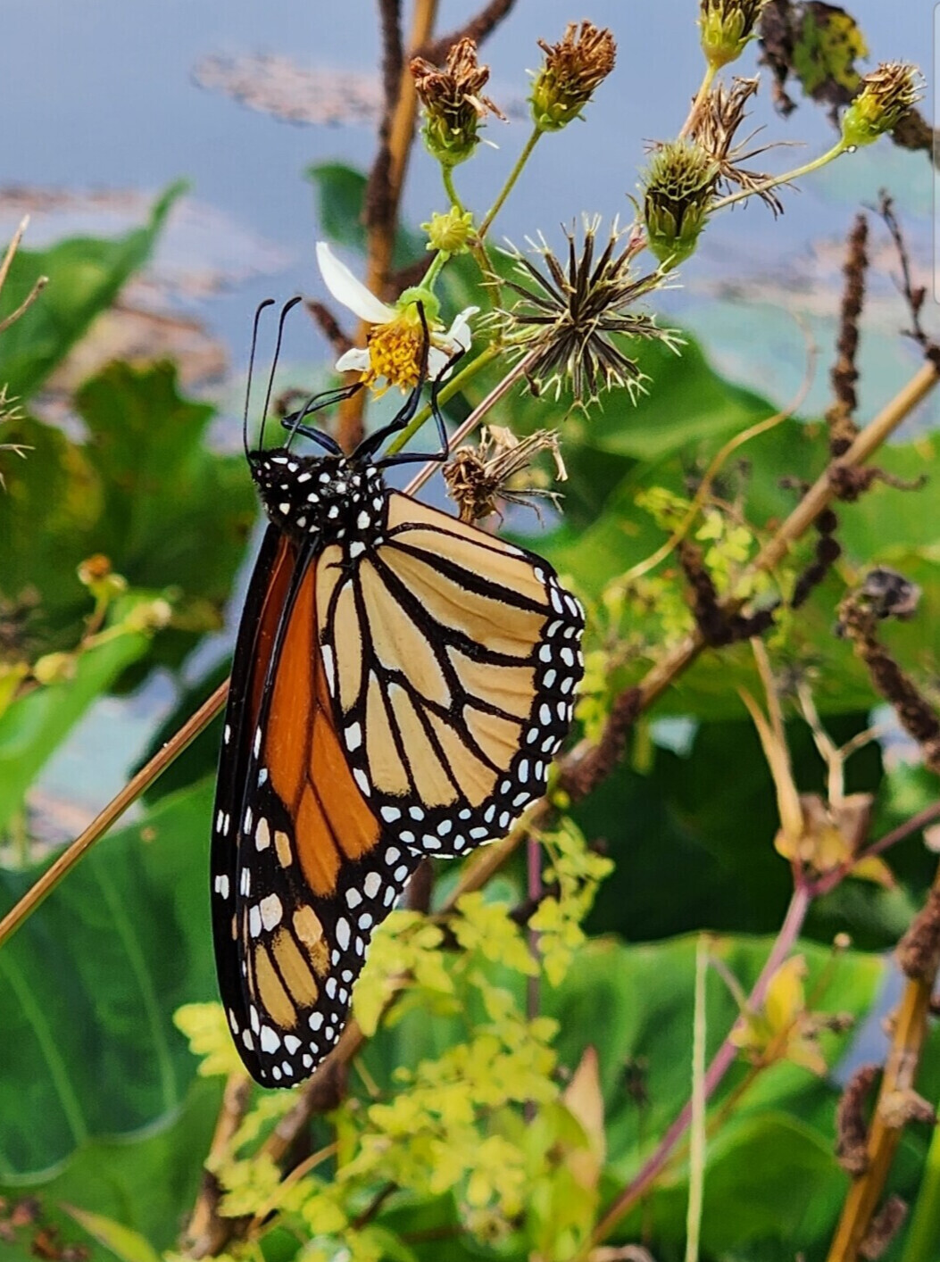 Butterfly Daydream