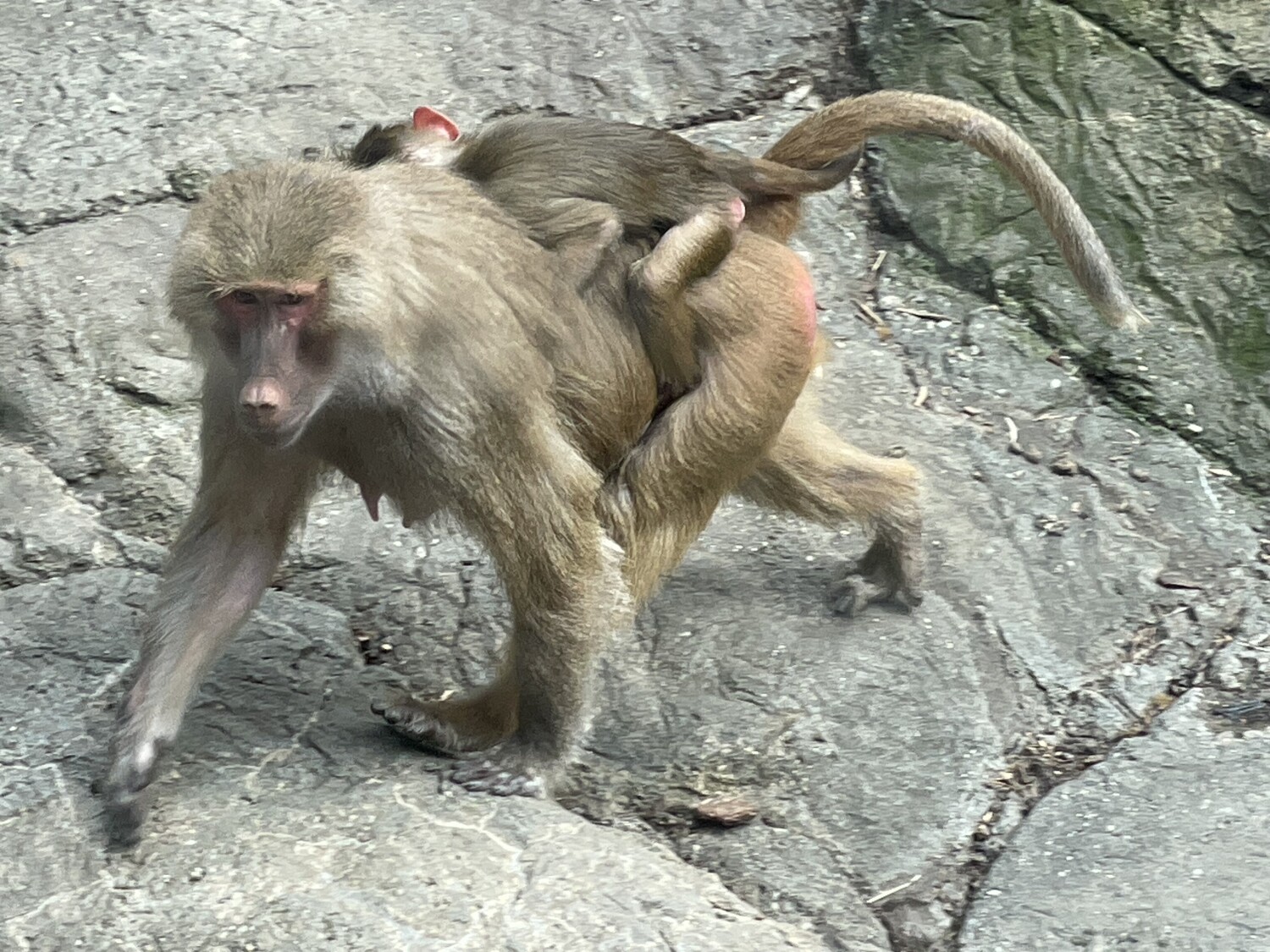 Hamadryas Baboons