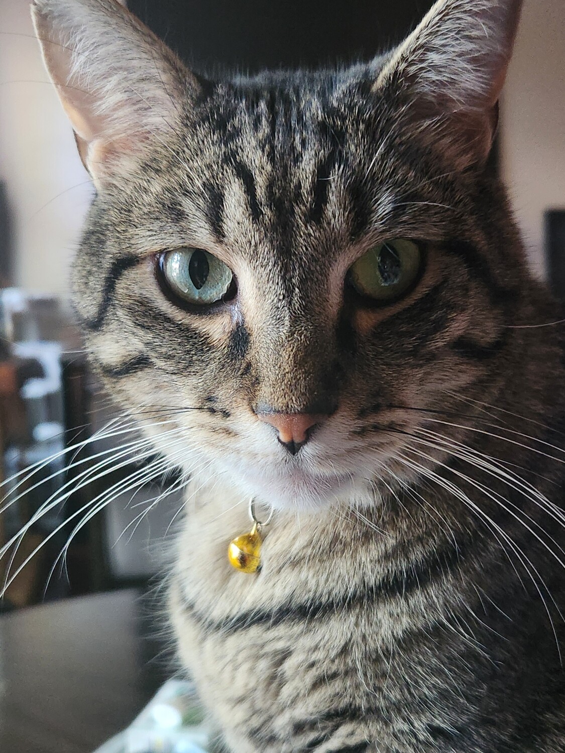 Rocky.the.cat.chose.us