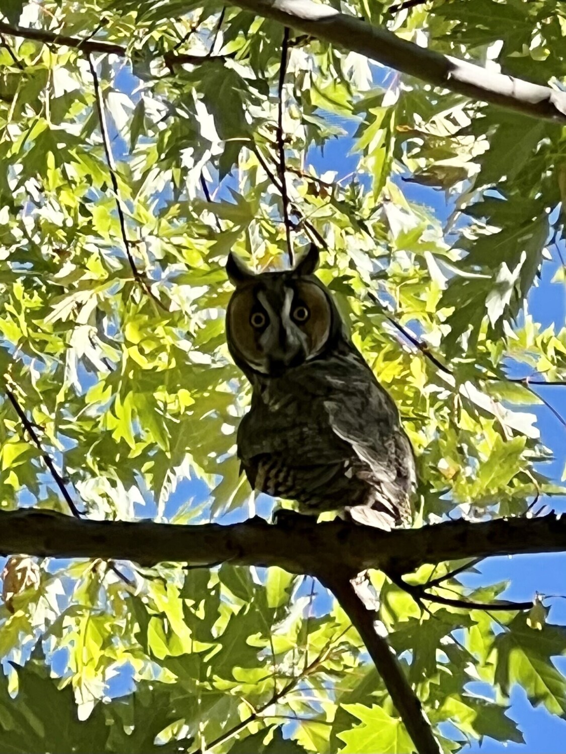 Magical Visitor