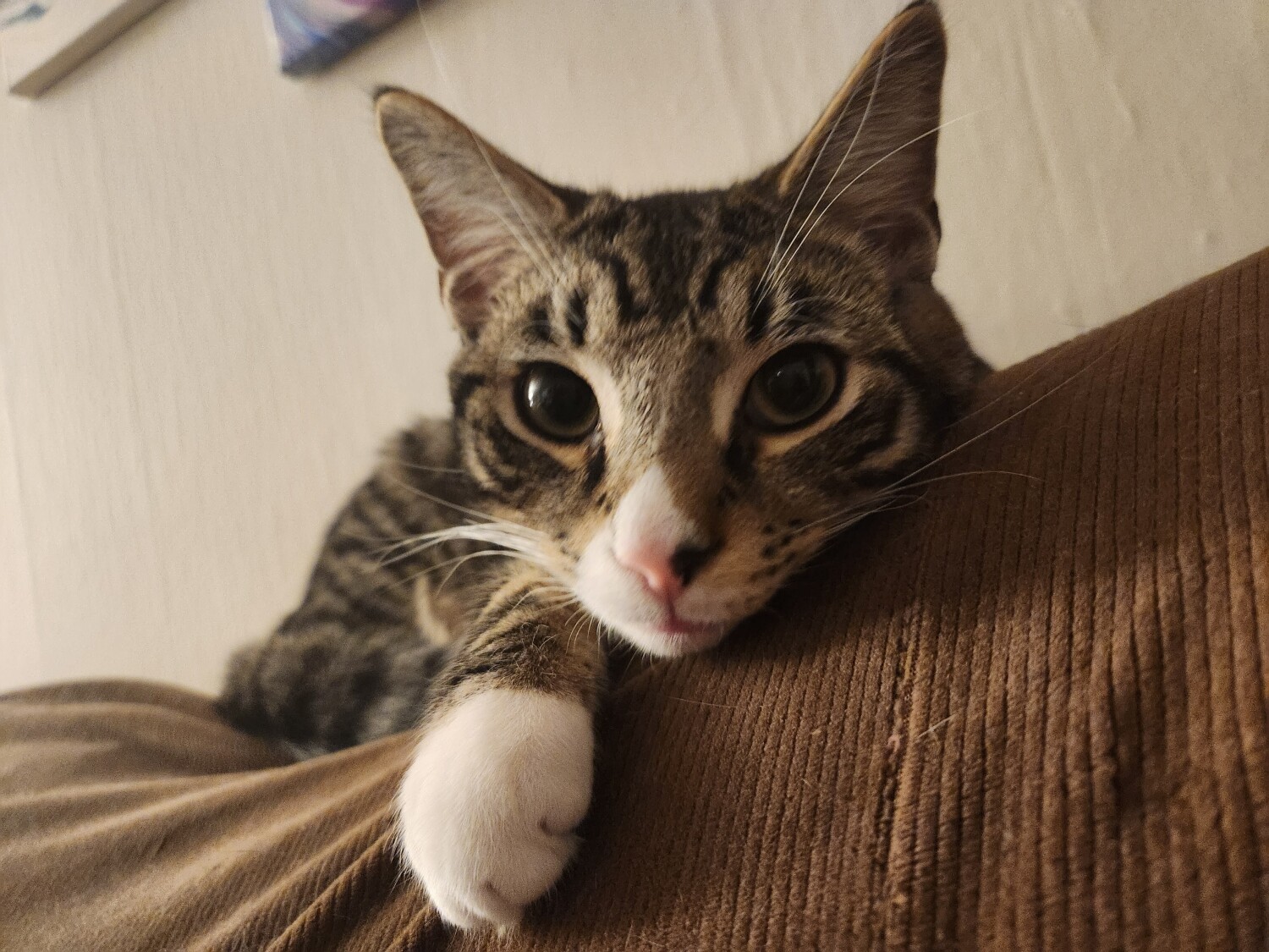 Scout!